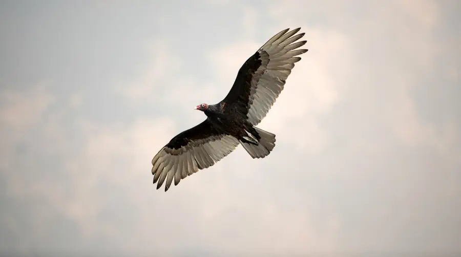 Turkey vulture seen from below with wings held in a shallow V shape